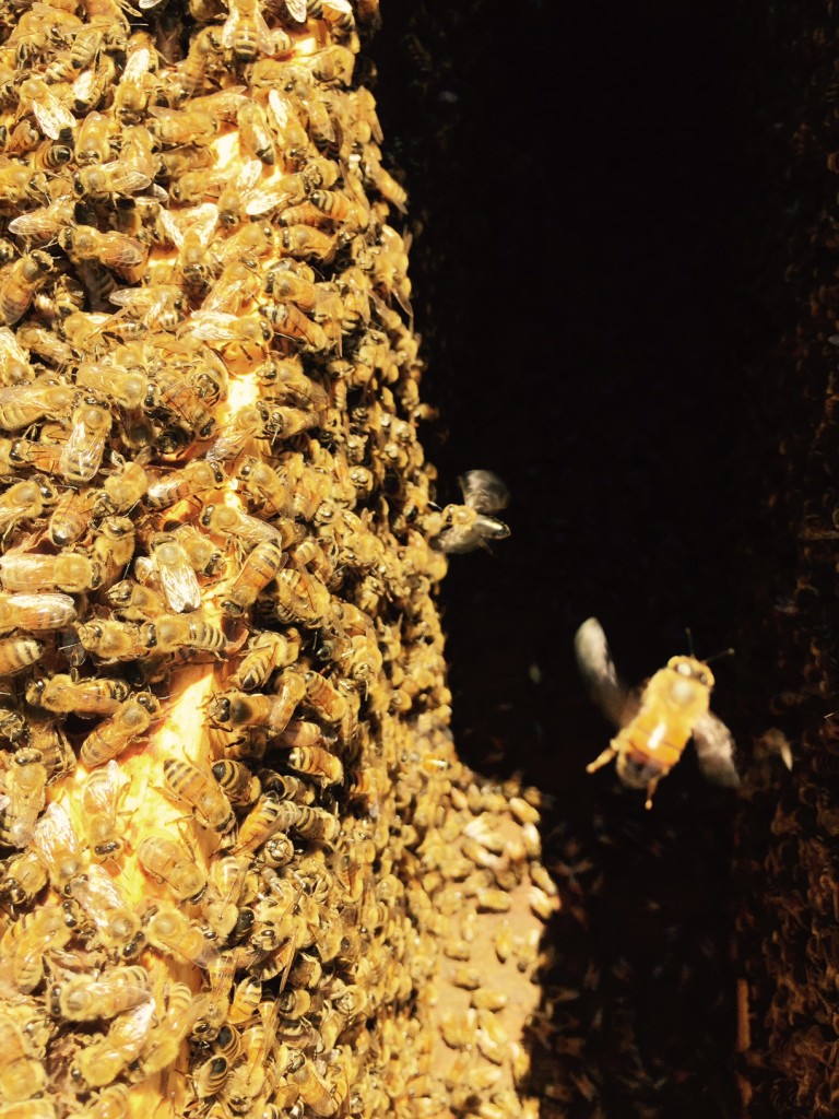 Dr. P's bees. He has 36 hives (and counting) across East Texas. 