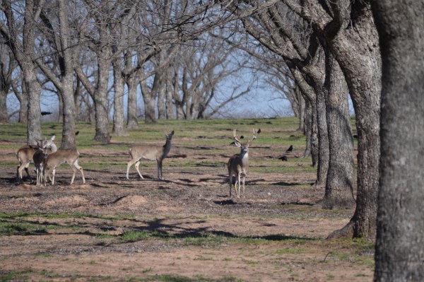 deer forrest