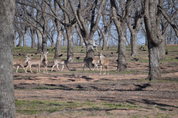 deer and buck