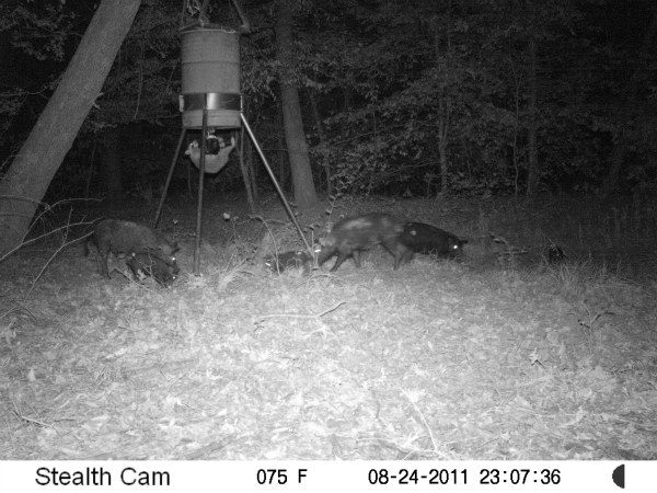 hogs and raccoon 