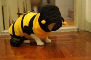 cat dressed as bee